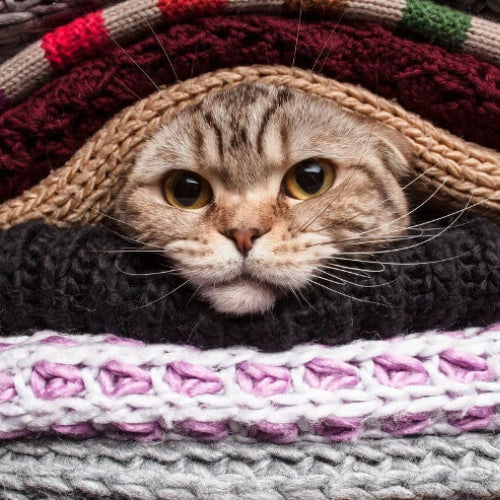 How To Keep Your Indoor Cat Warm During The Winter